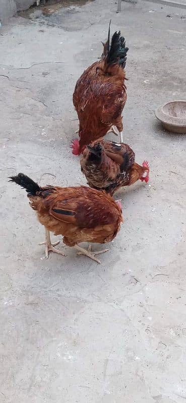 misri hen for sale 5