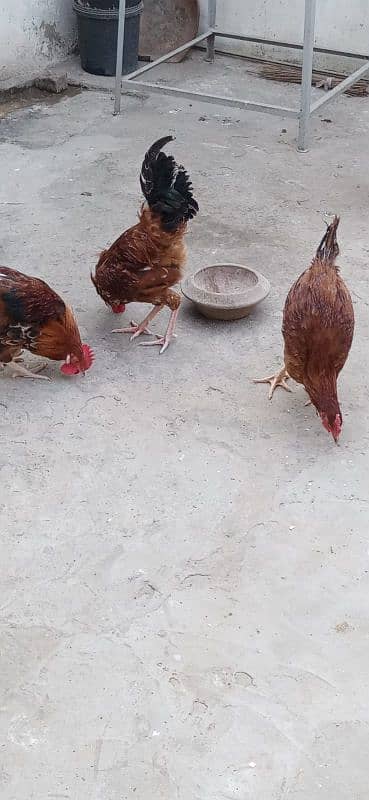 misri hen for sale 6