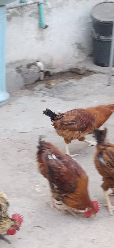 misri hen for sale 7