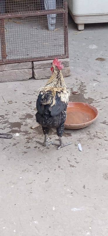 misri hen for sale 8