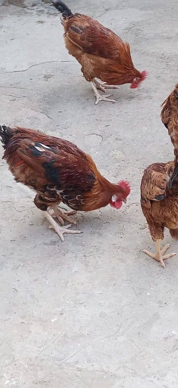 misri hen for sale 9