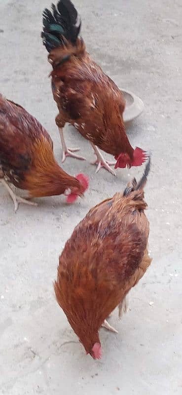 misri hen for sale 10