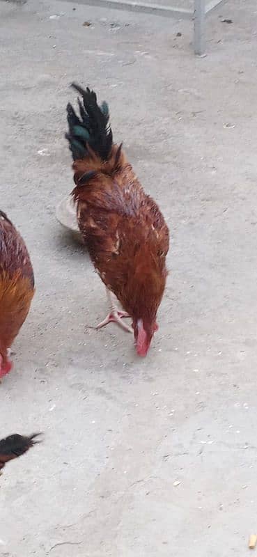 misri hen for sale 11