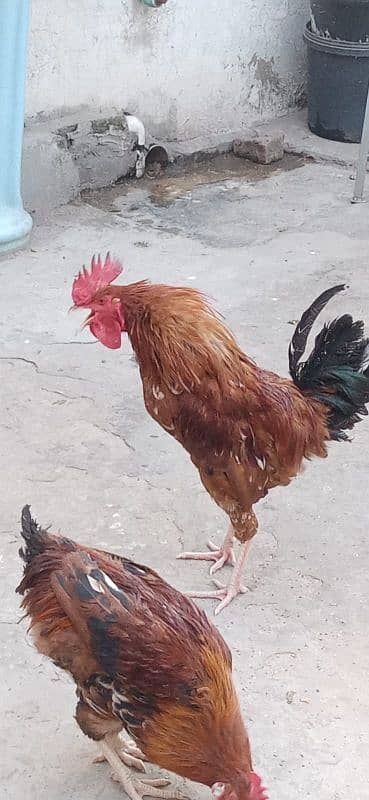 misri hen for sale 12