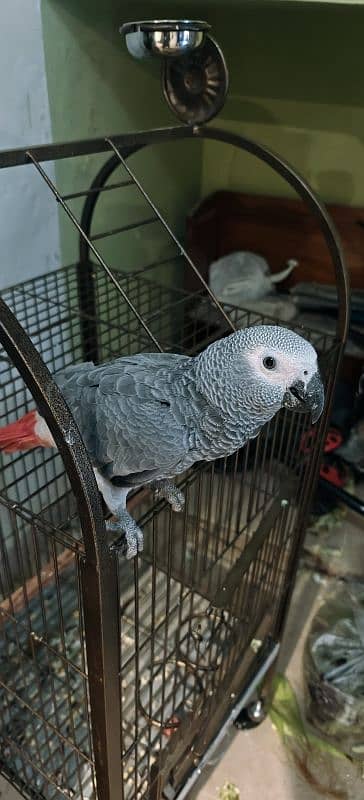 African grey parrot chik 03138792706 0