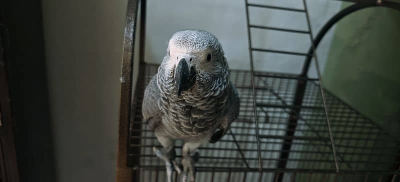 African grey parrot chik 03138792706 2