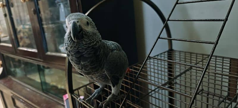 African grey parrot chik 03138792706 3