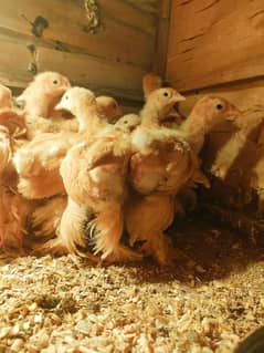 Golden buff 2 months age chicks 25 piece