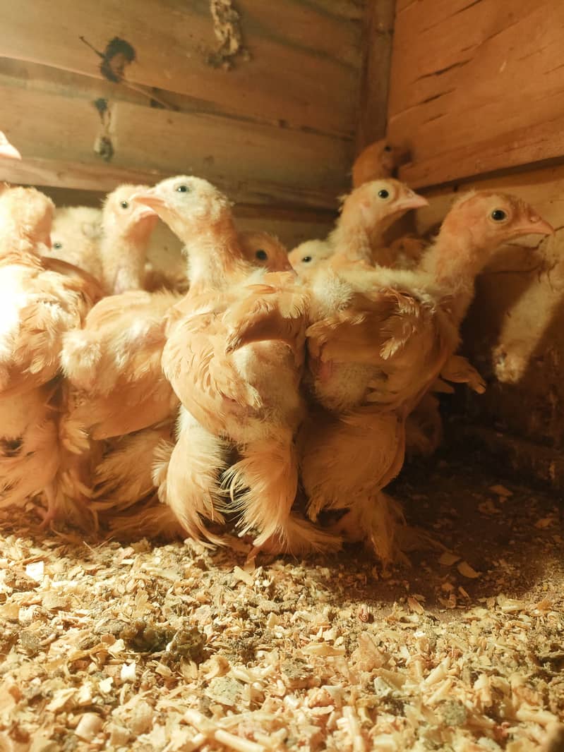 Golden buff 2 months age chicks 25 piece 1