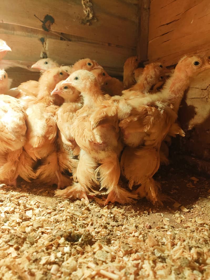 Golden buff 2 months age chicks 25 piece 2