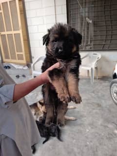 German Shepherd Male puppy