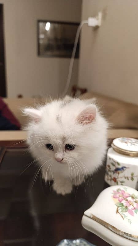 Persian Cat 2