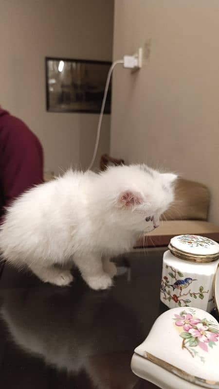 Persian Cat 3