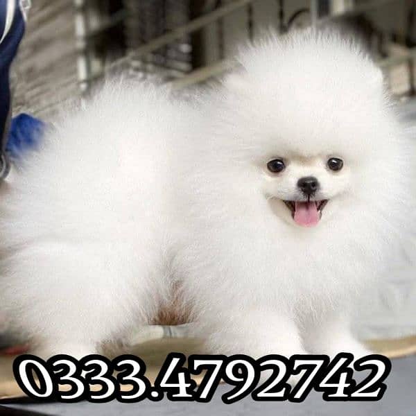 teacup Pomeranian puppies 0333,4792,742 0