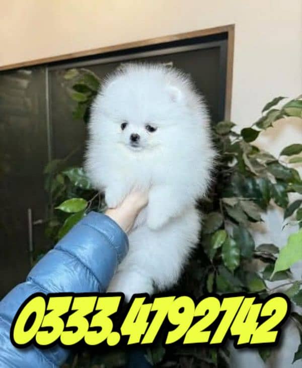 teacup Pomeranian puppies 0333,4792,742 2