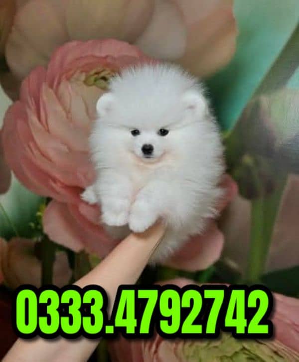 teacup Pomeranian puppies 0333,4792,742 3