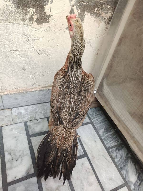 parrot beak aseel hen female 3