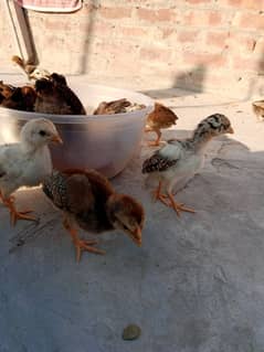 Chick urgent sale