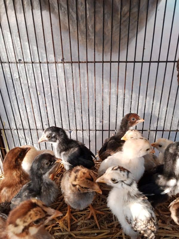 Chick urgent sale 1