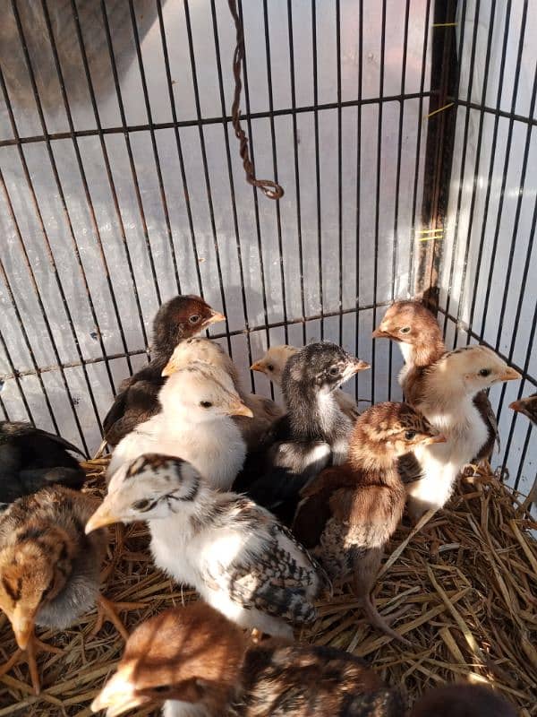 Chick urgent sale 2