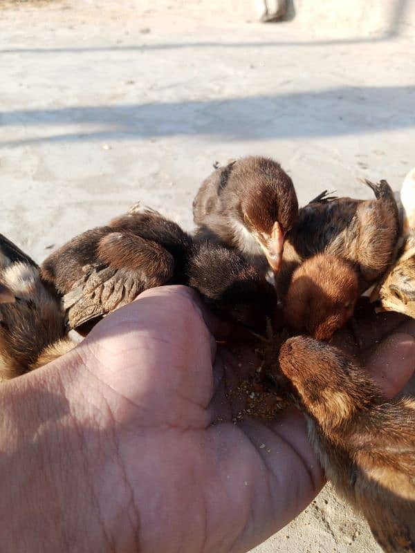 Chick urgent sale 6