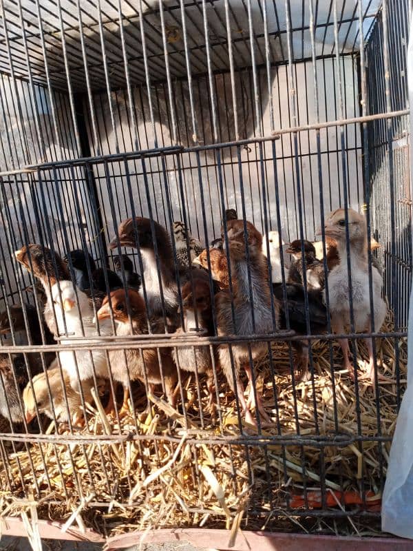 Chick urgent sale 8