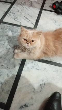 Persian Punched Face Long Coat Female for Sale, Fully Vaccinated