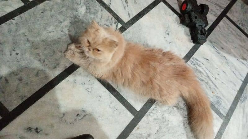 Persian Punched Face Long Coat Female for Sale, Fully Vaccinated 1