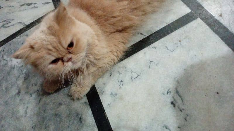 Persian Punched Face Long Coat Female for Sale, Fully Vaccinated 2