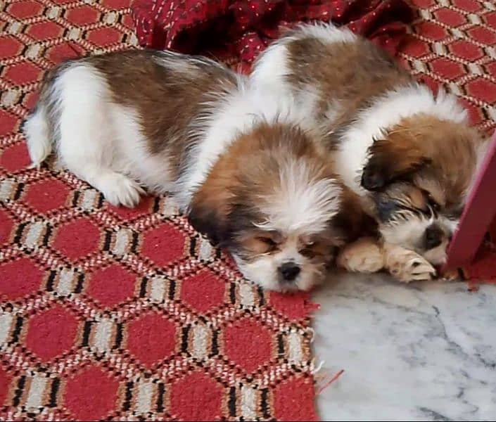 shihtzu puppies 5