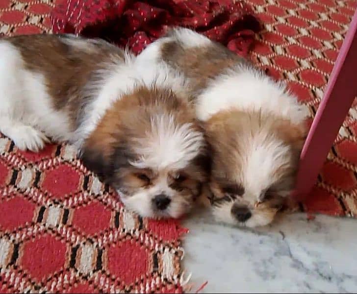 shihtzu puppies 6