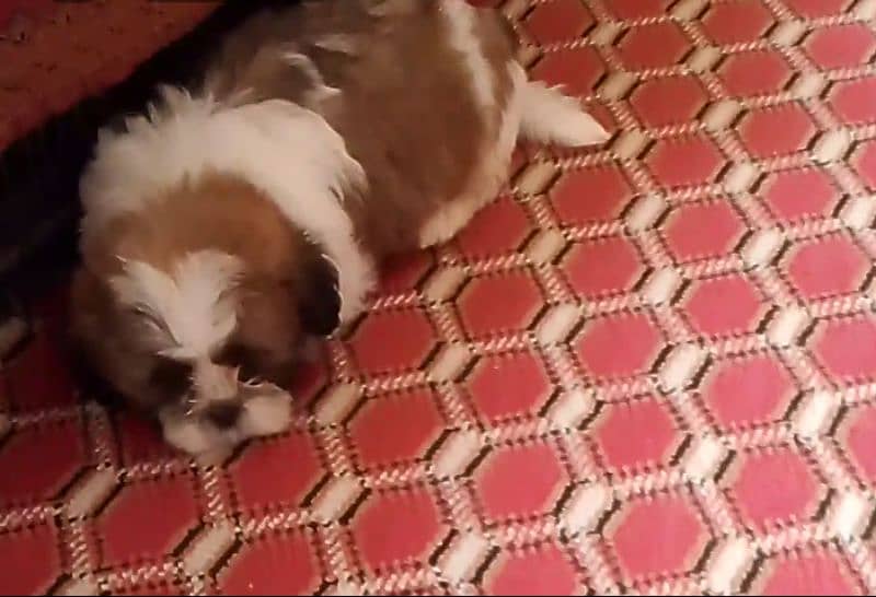 shihtzu puppies 7