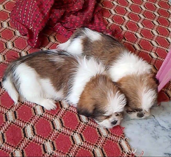 shihtzu puppies 8