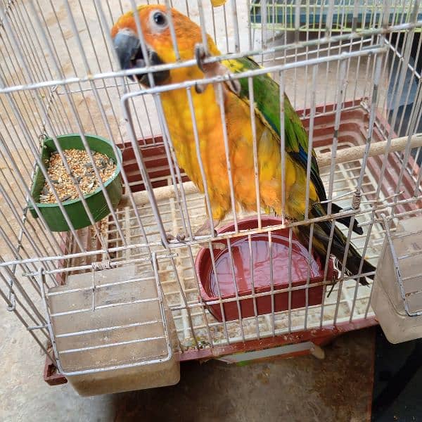 this is a conure parrot hantaam age 1 year old 1