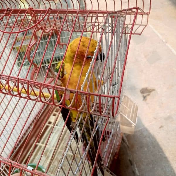 this is a conure parrot hantaam age 1 year old 3