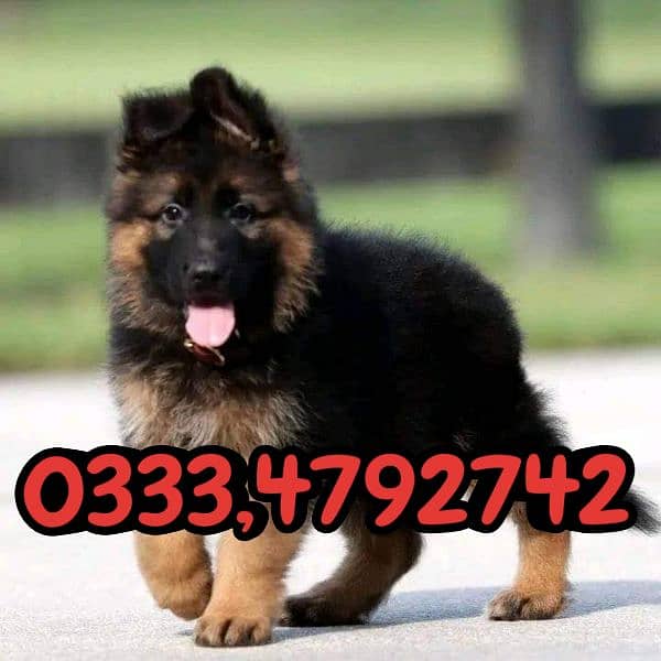 German shepherd puppy 0333,4792742 0