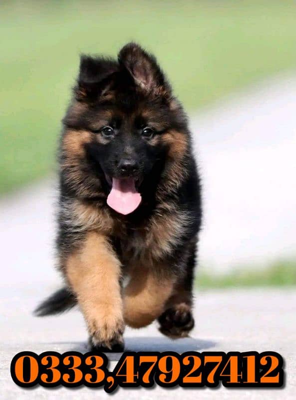 German shepherd puppy 0333,4792742 1