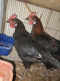 Australorp