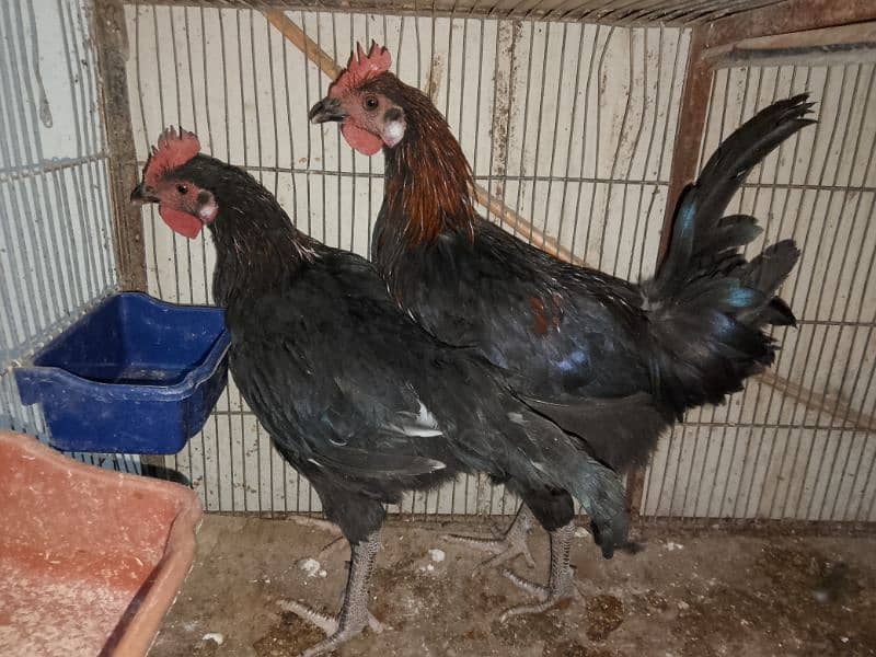 Australorp , misri , aseel , desi , hen, chick 1