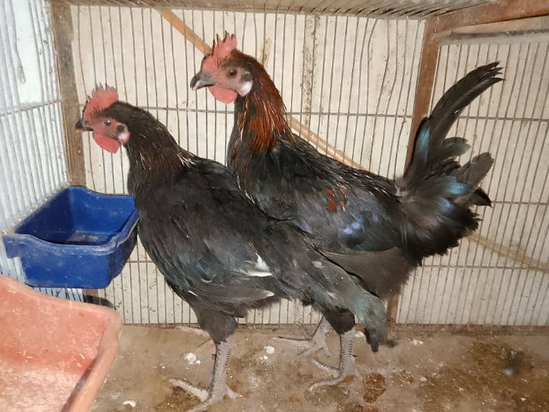 Australorp , misri , aseel , desi , hen, chick 2