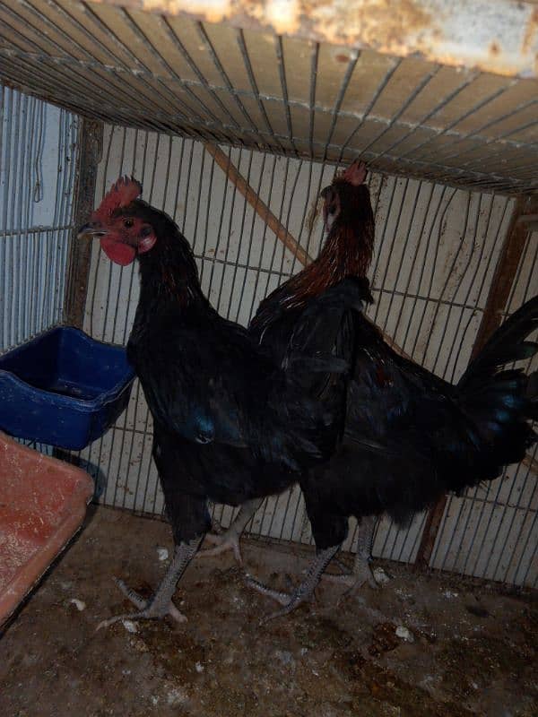 Australorp , misri , aseel , desi , hen, chick 3