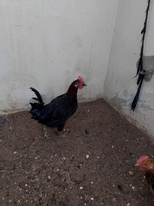 Australorp , misri , aseel , desi , hen, chick 4