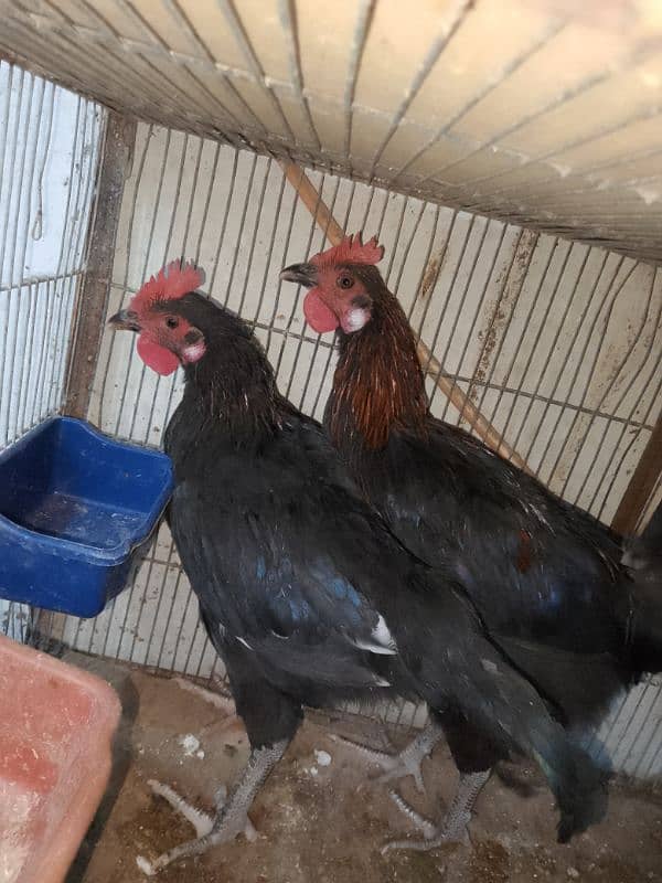 Australorp , misri , aseel , desi , hen, chick 5