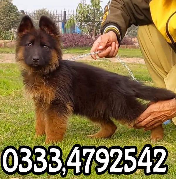 German shepherd puppies available 0333,4792,742 0