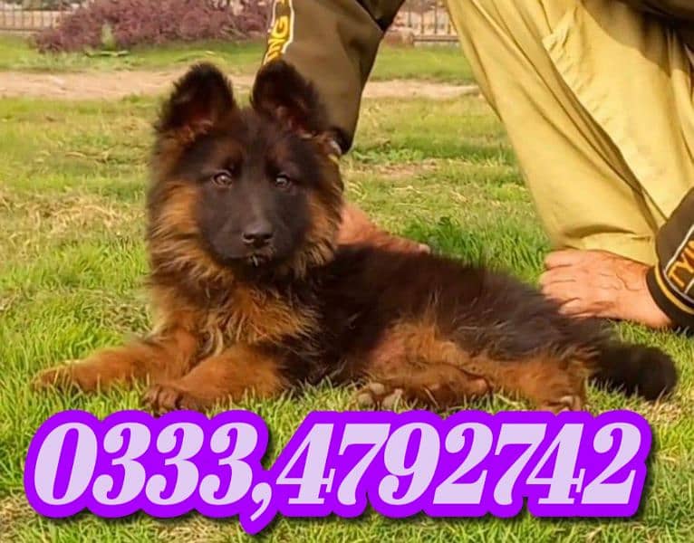 German shepherd puppies available 0333,4792,742 1