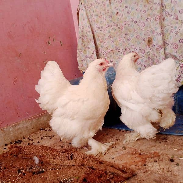 pure White heavy Cochin buff female fancy hens brahma size 0