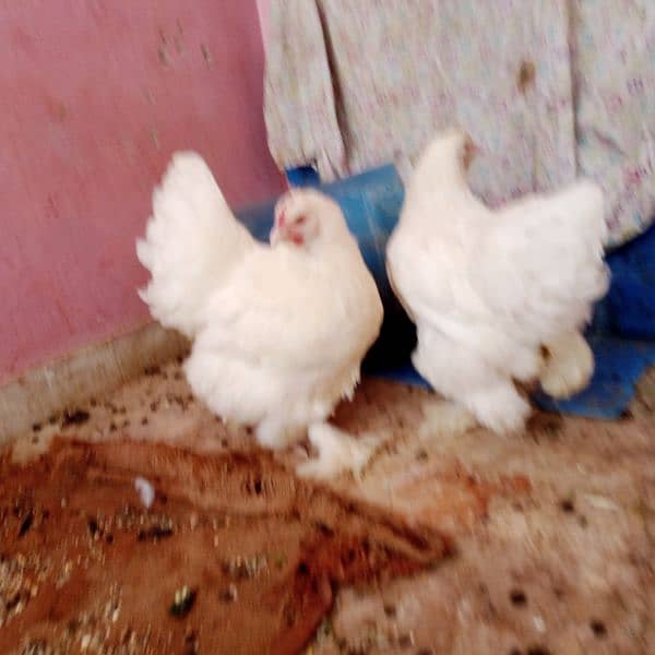 pure White heavy Cochin buff female fancy hens brahma size 1