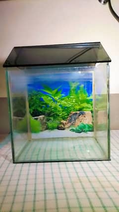 small fish aquarium with two gold fishes,water pump and blue led light