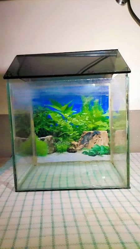 small fish aquarium with two gold fishes,water pump and blue led light 0