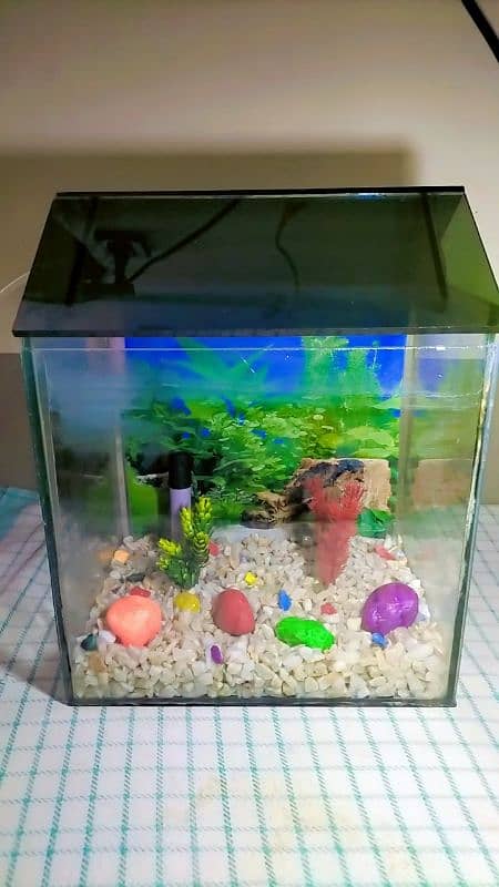 small fish aquarium with two gold fishes,water pump and blue led light 5